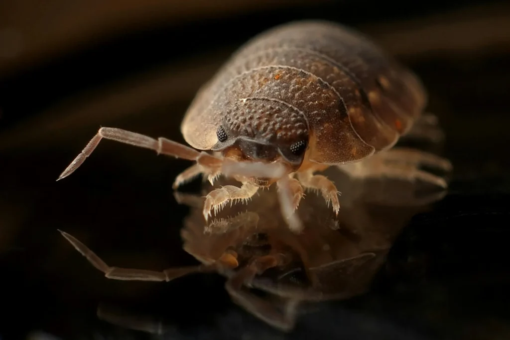 Bed-Bug-Treatment - Lindenhurst Pest Control Pros | Lindenhurst, NY | 631-505-5939